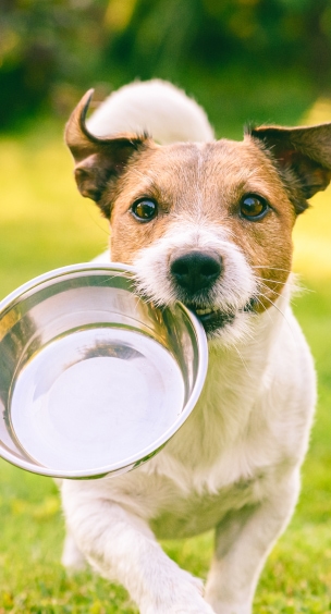 alimentation pour chien
