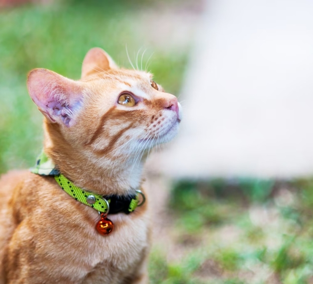 colliers et de laisses pour chat