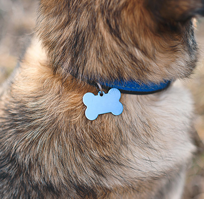 Médailles pour chiens & chats