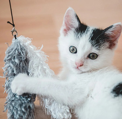 Jouets chiens & chats